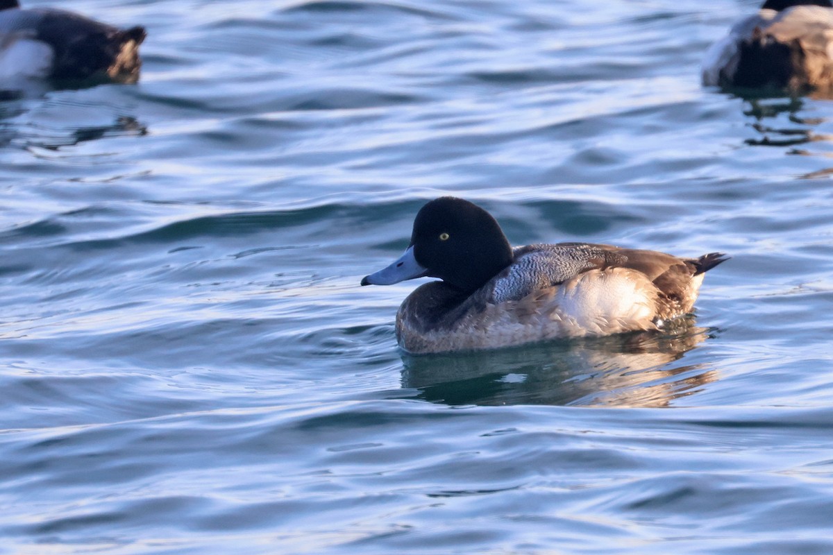 Greater Scaup - ML615245604