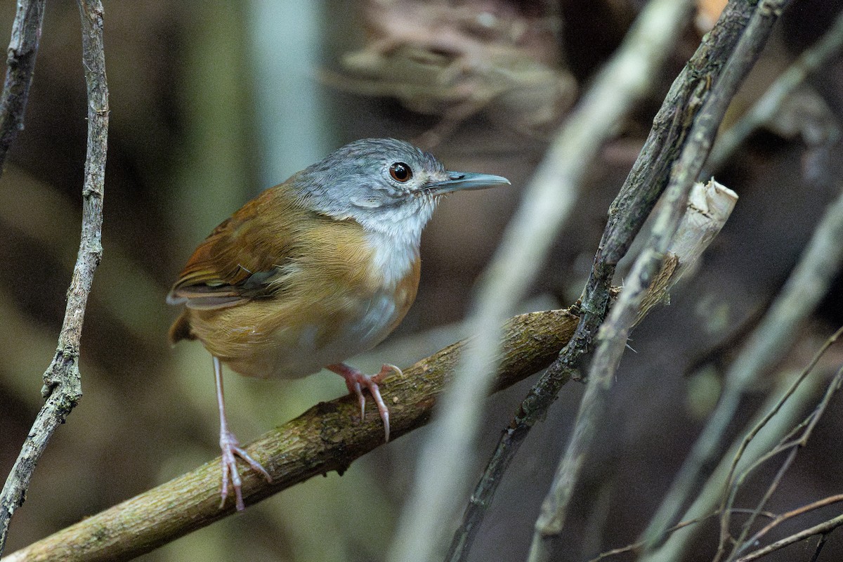 Ashy-headed Babbler - Leo Jr Barcenas