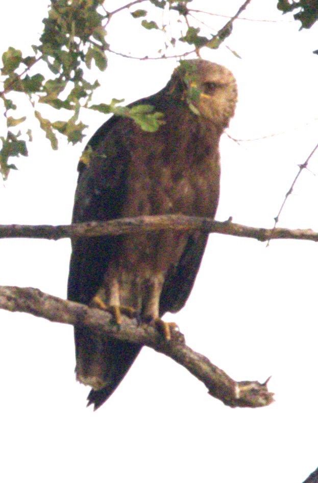 Lesser Spotted Eagle - Ethie Ziselman