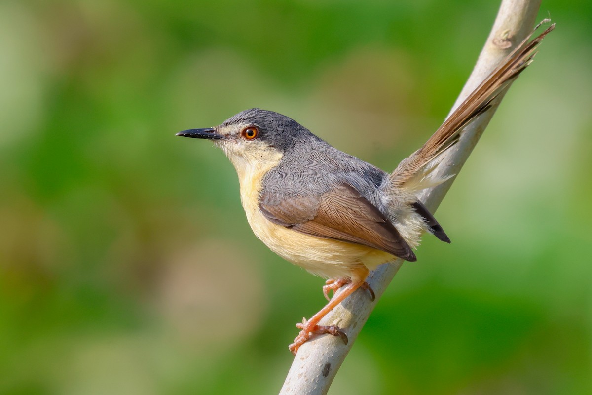 Ashy Prinia - Vikram S