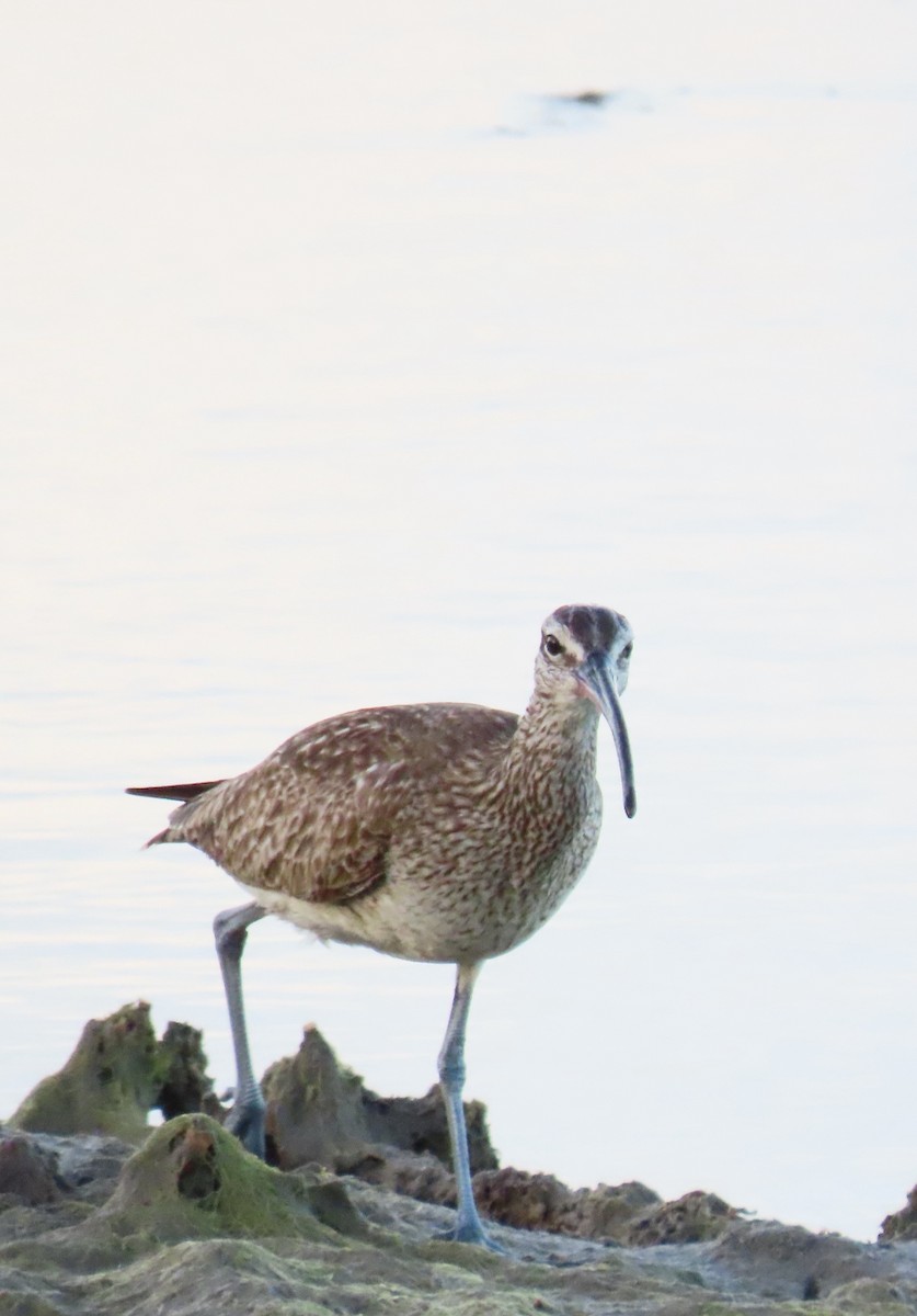 Regenbrachvogel - ML615245691