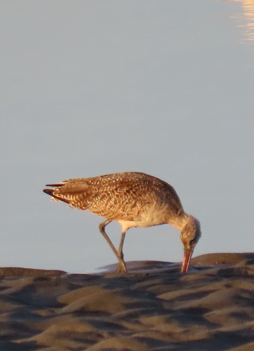 Whimbrel - Mark Cassidy