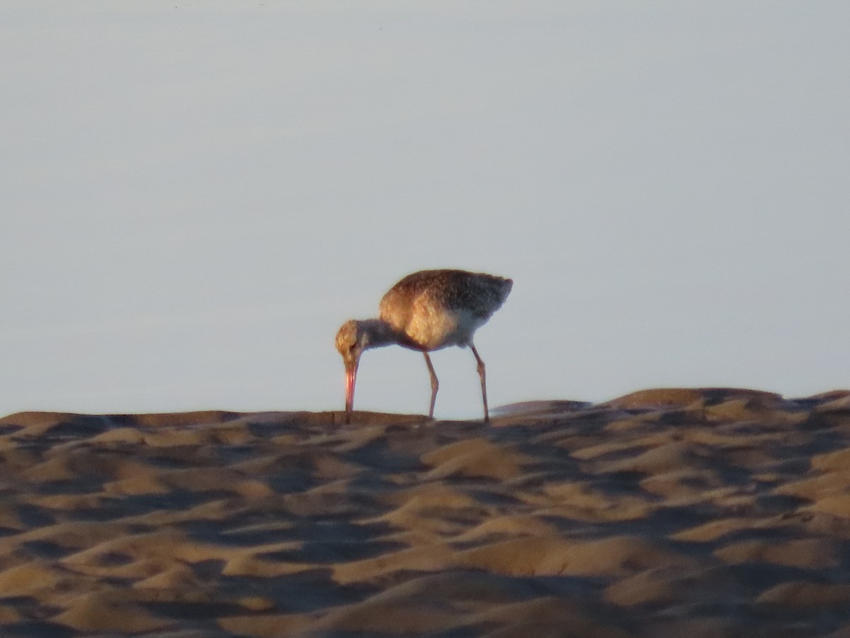 Whimbrel - Mark Cassidy