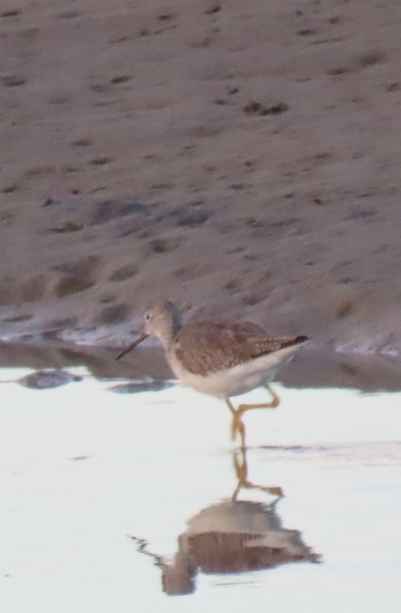 Greater Yellowlegs - Mark Cassidy