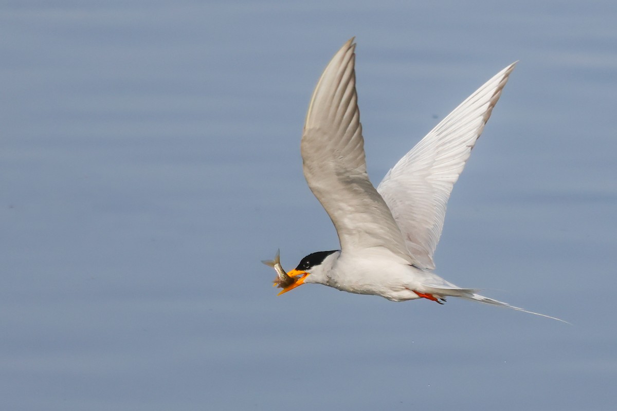 River Tern - Vikram S