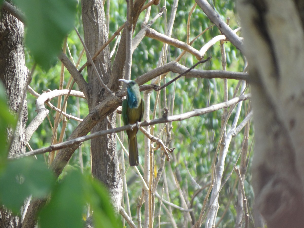 Blue-bearded Bee-eater - ML61524571