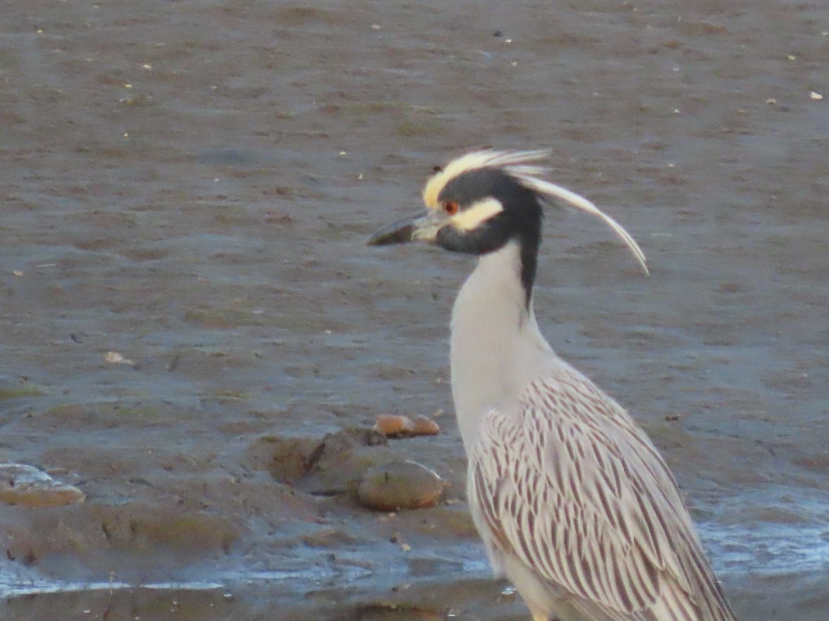 Yellow-crowned Night Heron - Mark Cassidy