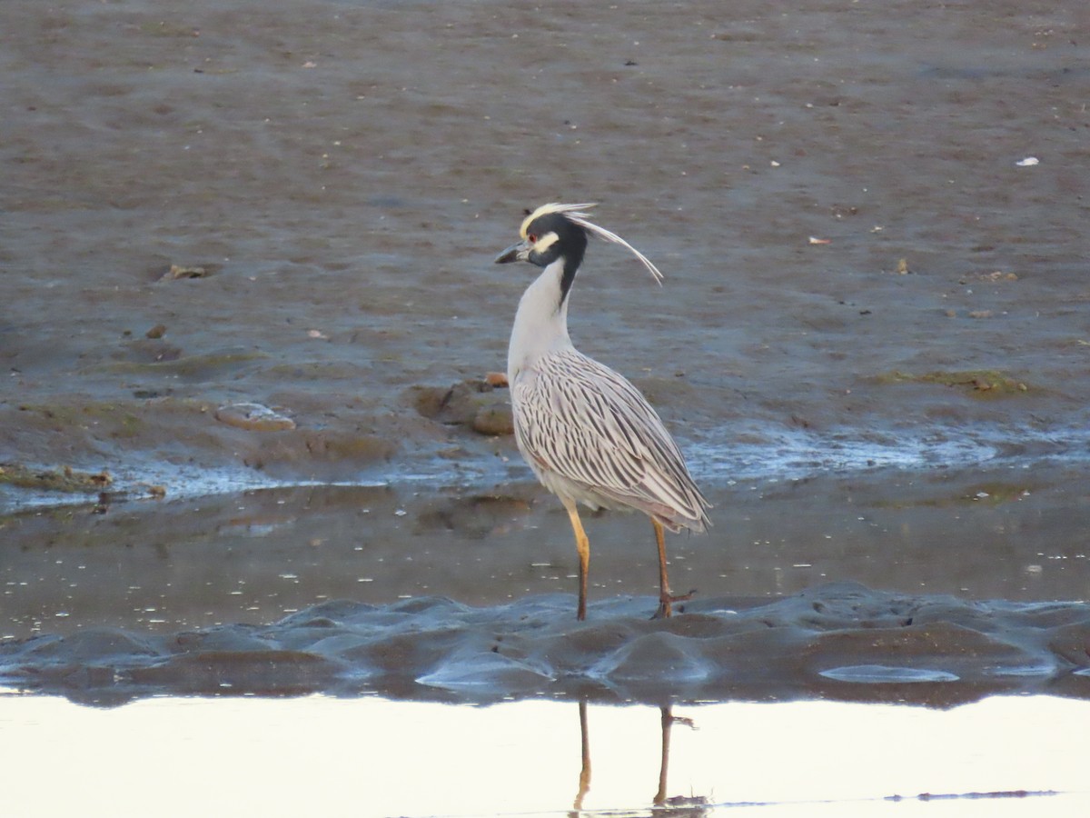 Yellow-crowned Night Heron - Mark Cassidy