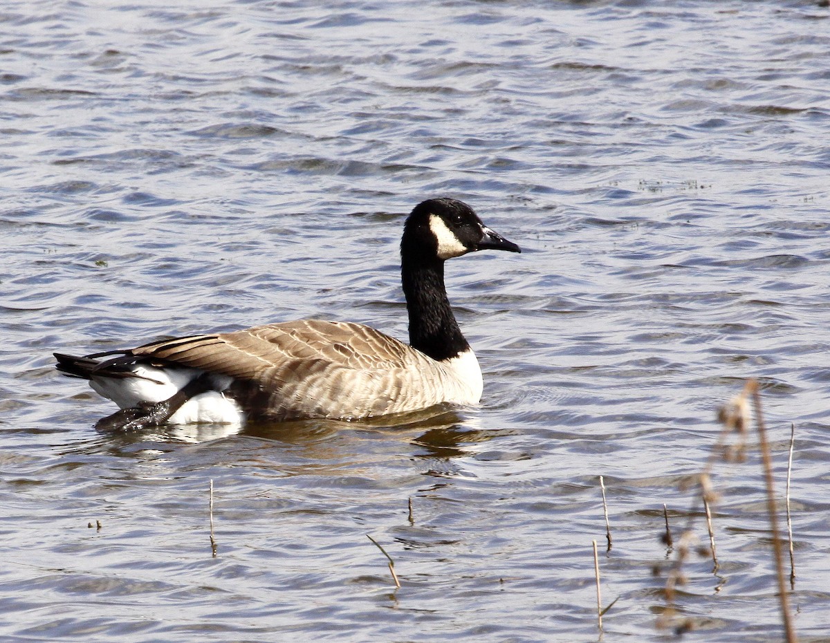 Canada Goose - ML615245760