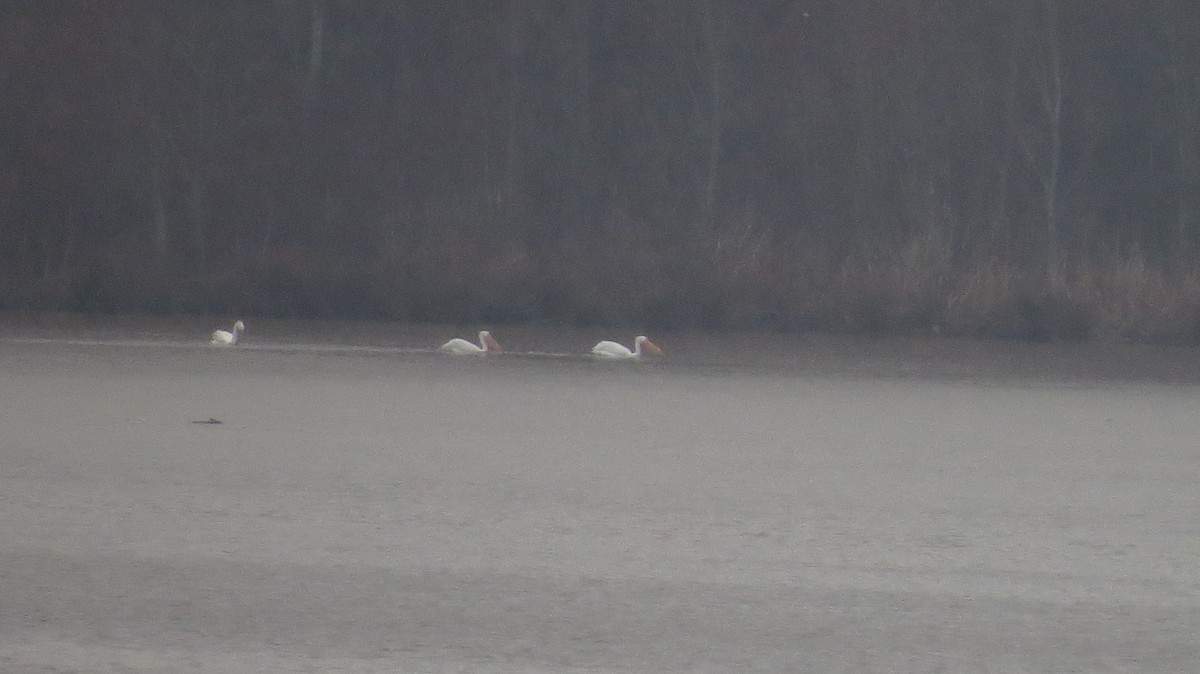 American White Pelican - ML615245830