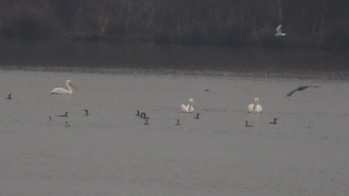 American White Pelican - ML615245832