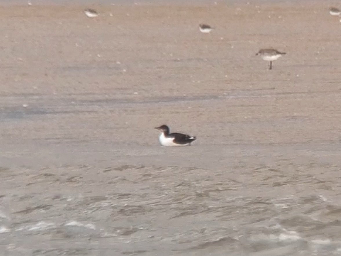 אורייה חייכנית - ML615245876