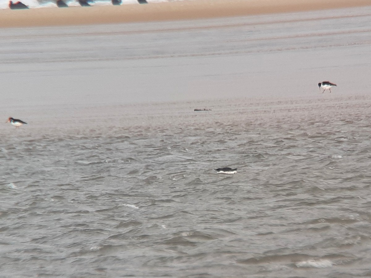 אורייה חייכנית - ML615245877