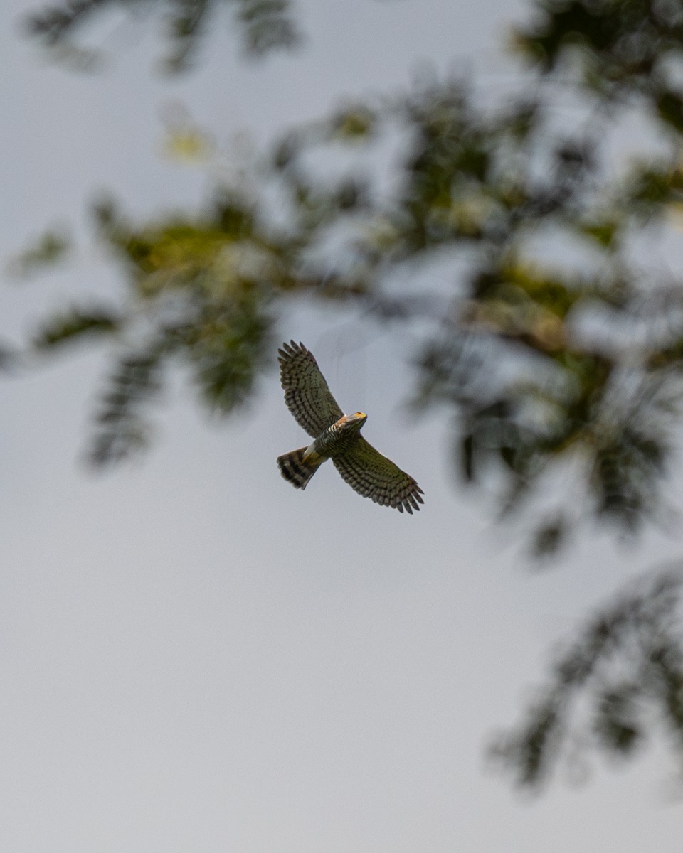 Crested Goshawk - ML615245882