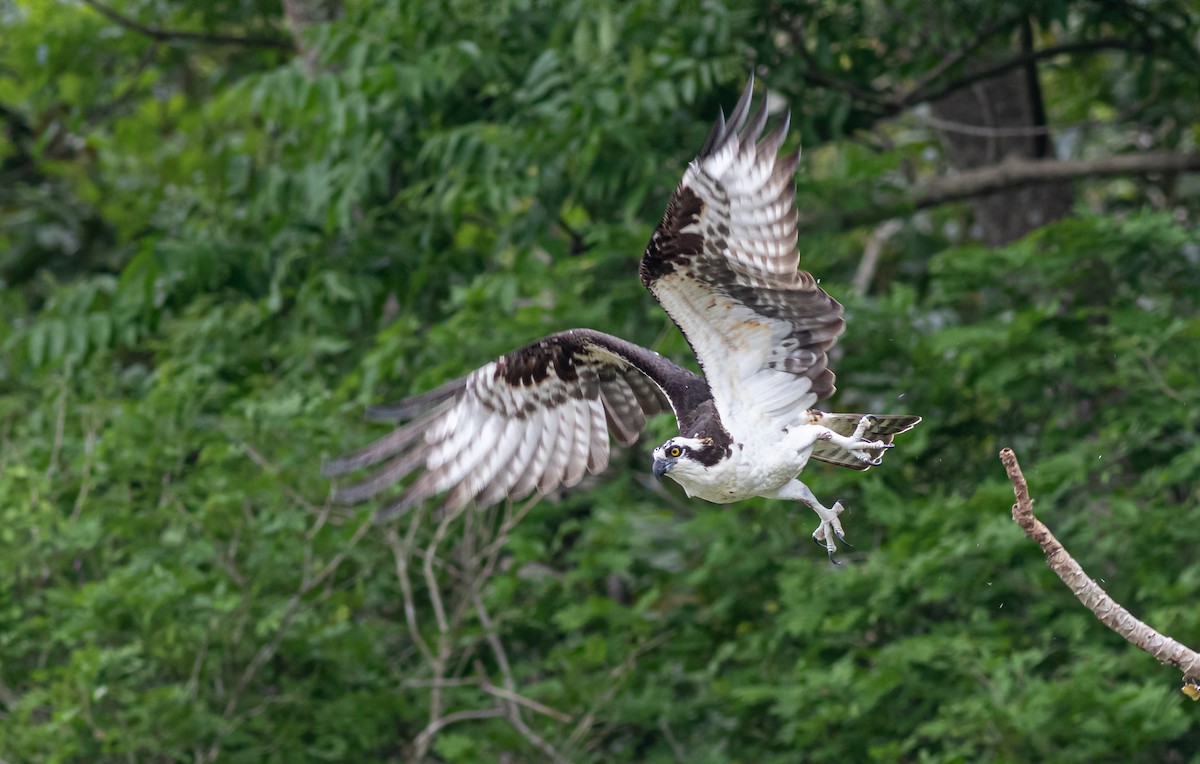 Osprey - Alejandro Cartagena Ramirez