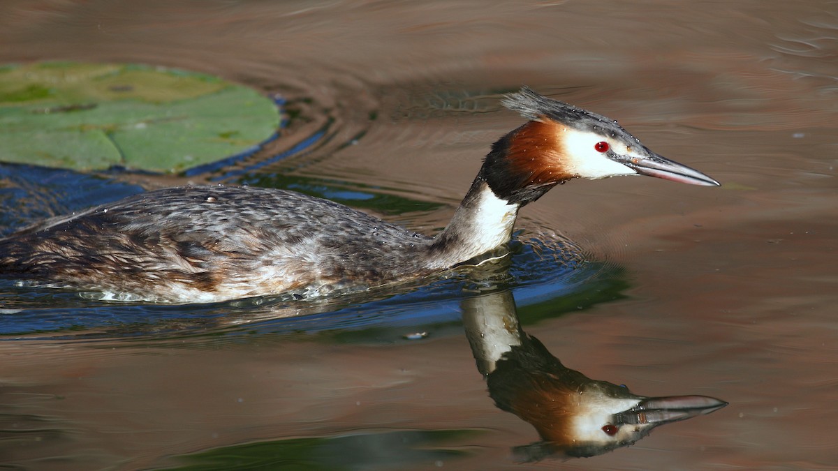 Great Crested Grebe - ML615245916