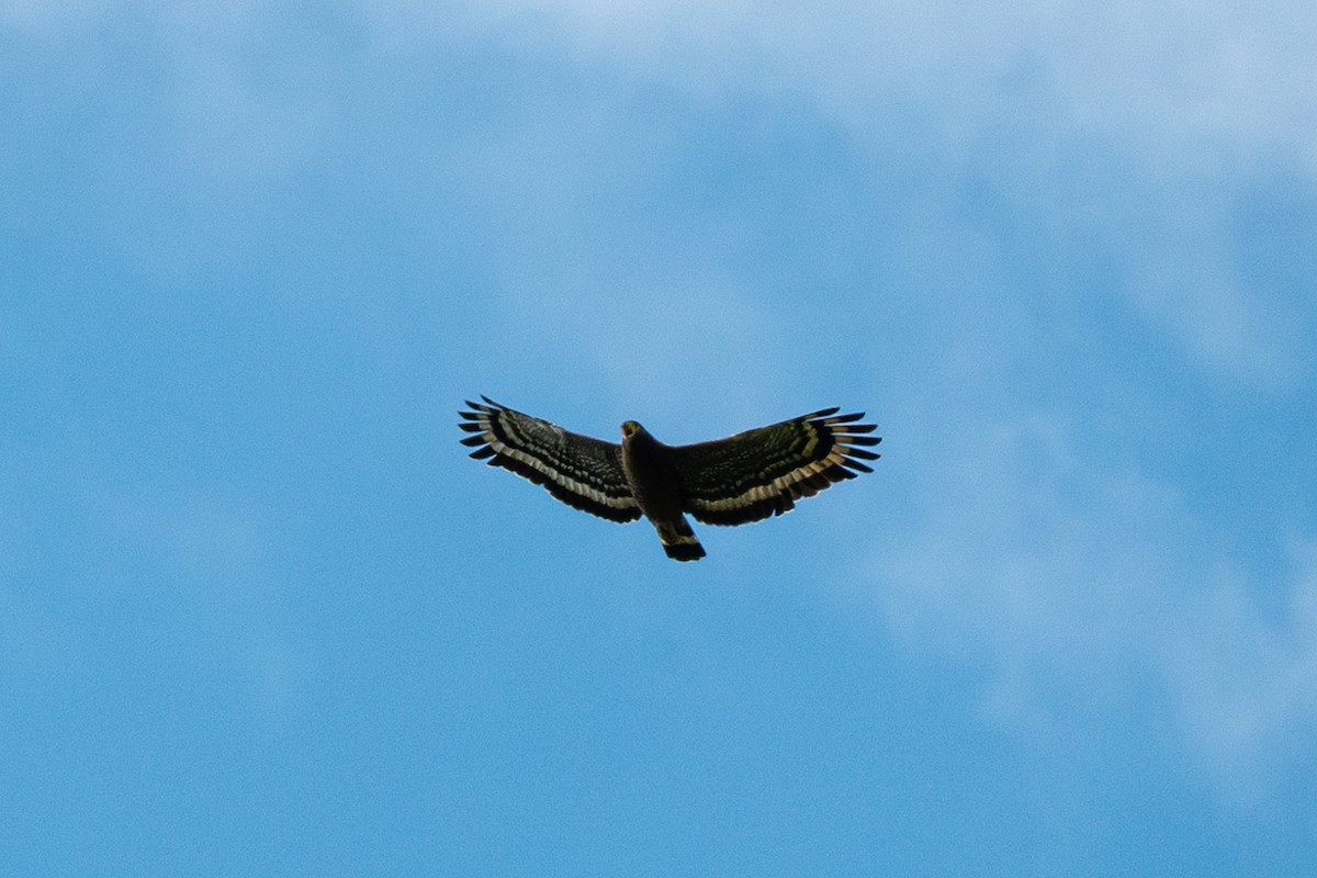 Crested Serpent-Eagle - ML615245917