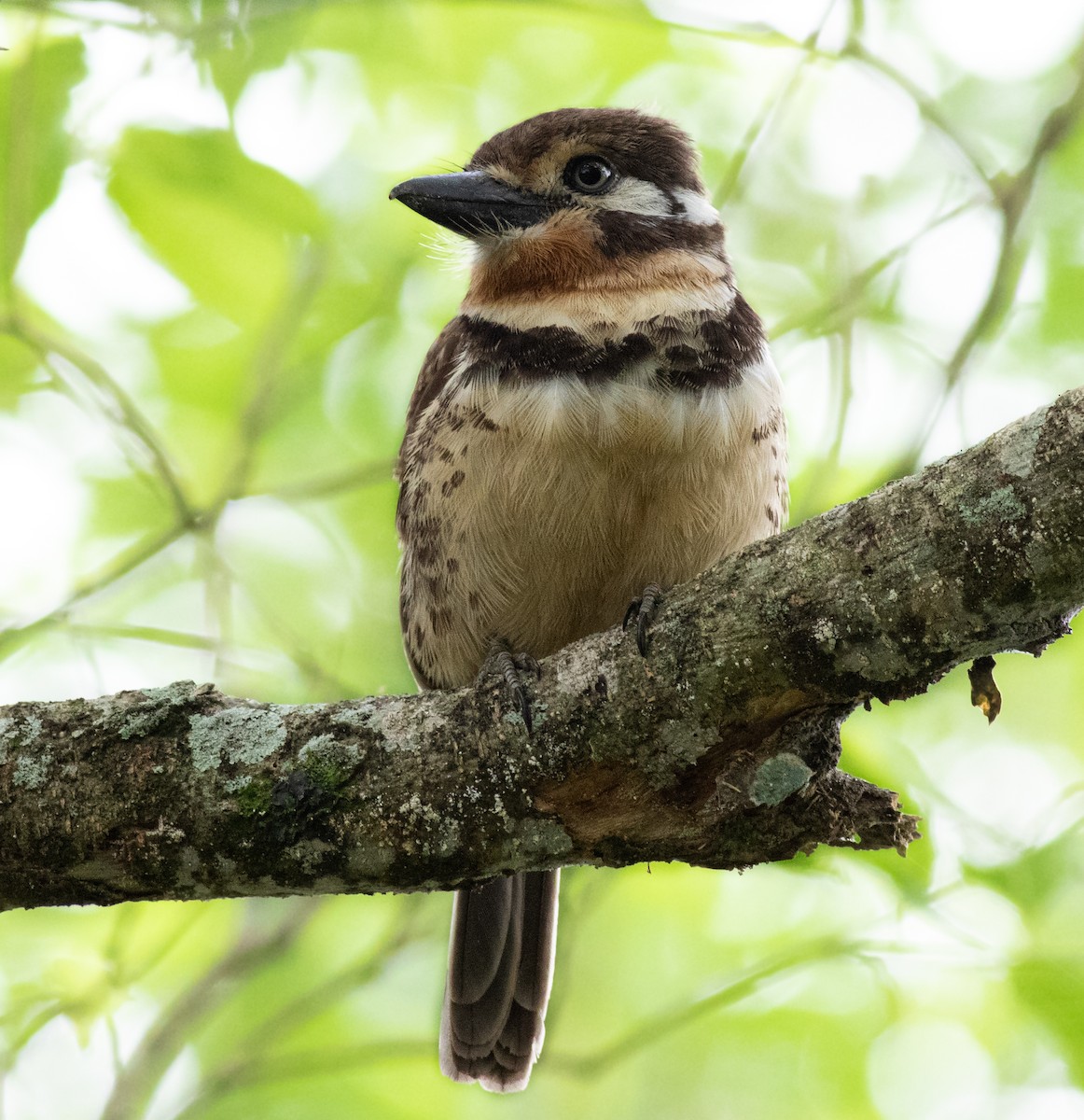 Russet-throated Puffbird - ML615245919