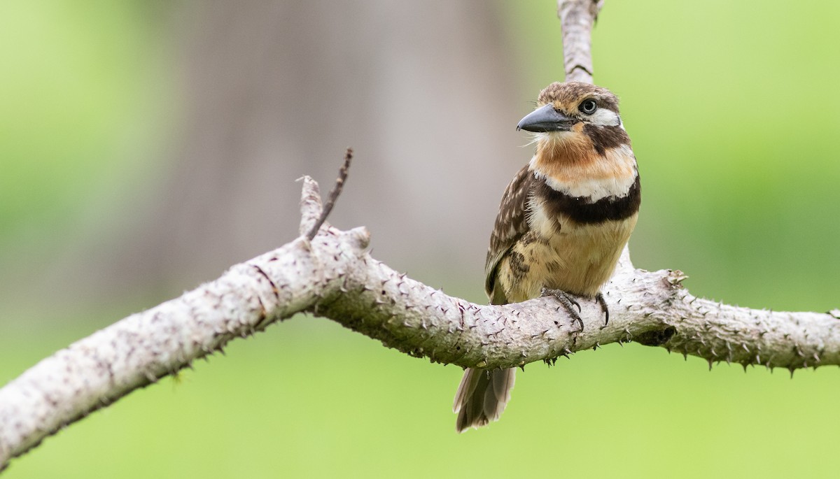 Russet-throated Puffbird - ML615245920