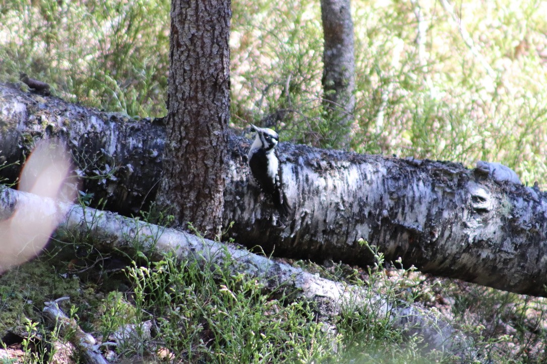 Eurasian Three-toed Woodpecker - Paul Suter