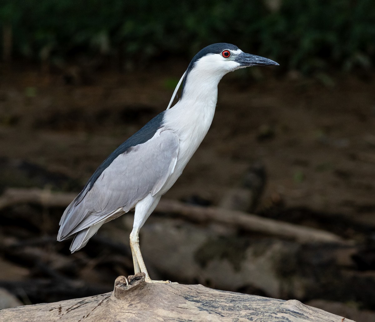 Black-crowned Night Heron - ML615245954