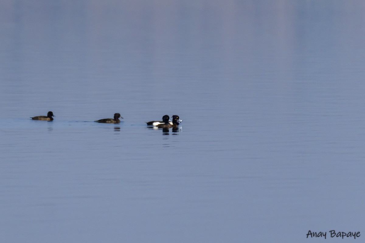 Tufted Duck - ML615245964