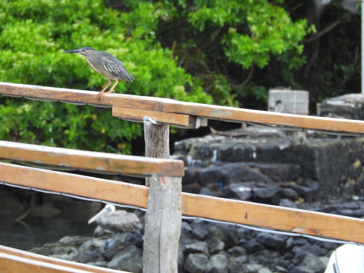 Striated Heron - ML615246189