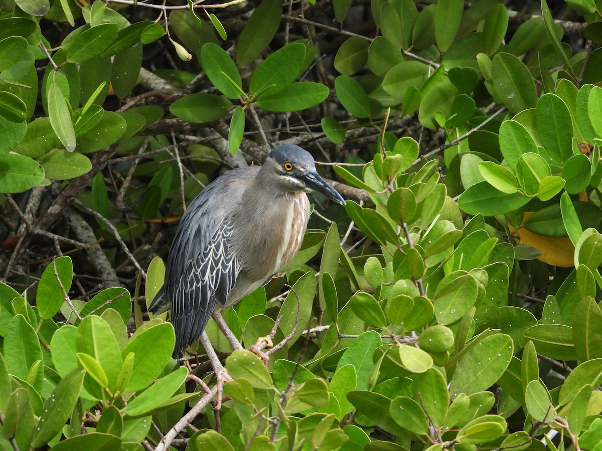 Striated Heron - ML615246194