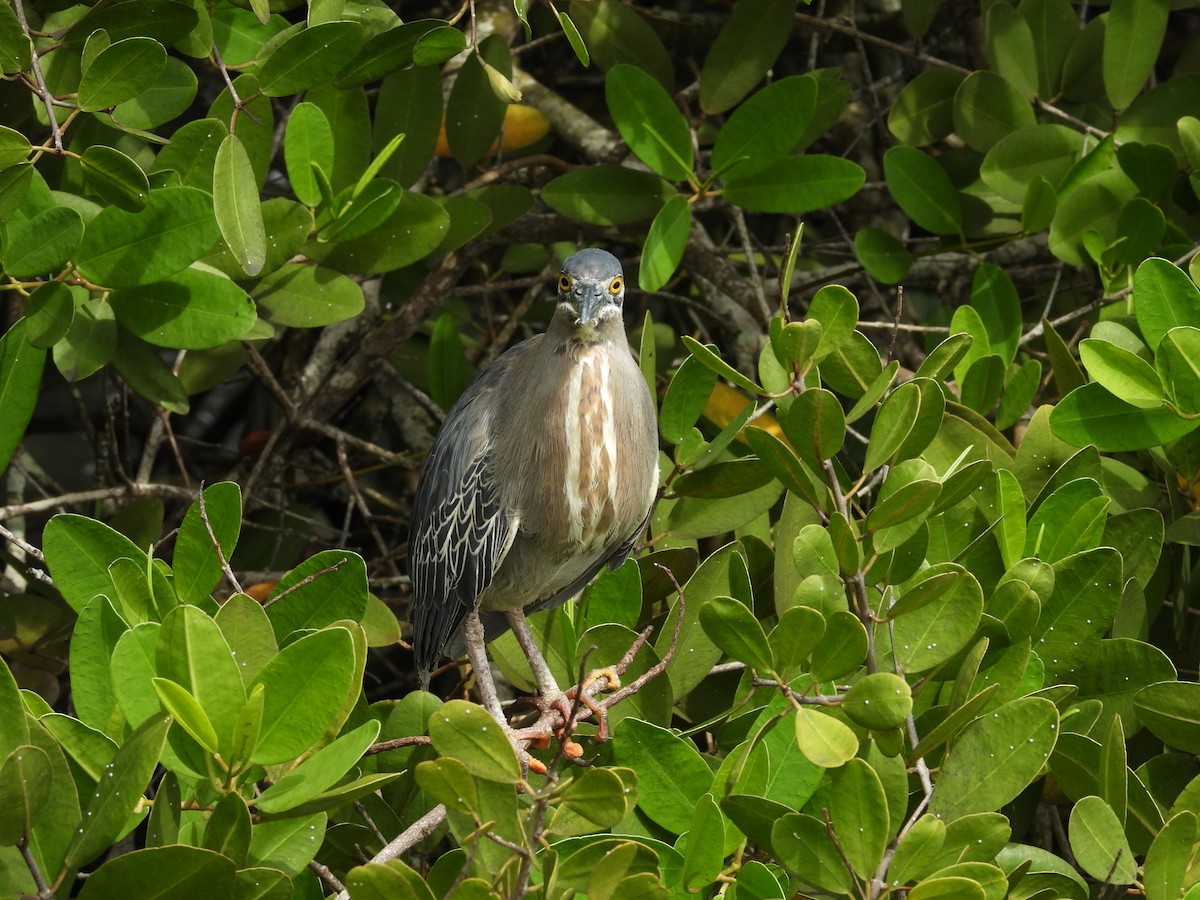 Striated Heron - ML615246197