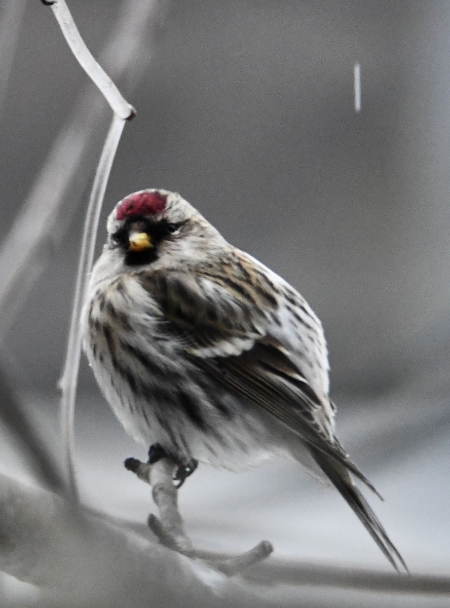 Common Redpoll - Inga Ligi