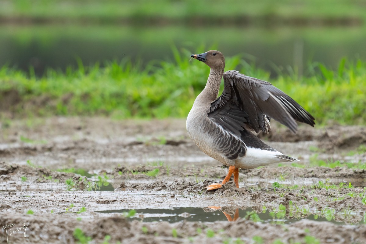 Taiga Bean-Goose - You-Sheng Lin