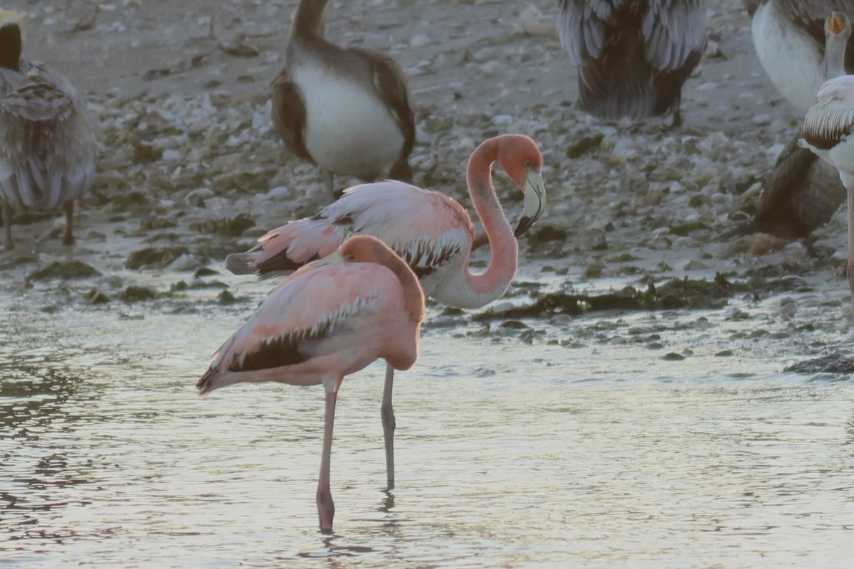 Amerika Flamingosu - ML615246448