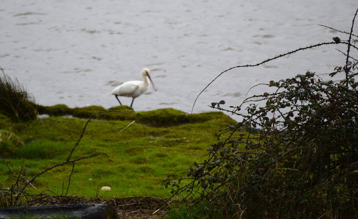 Eurasian Spoonbill - Kevin Wood