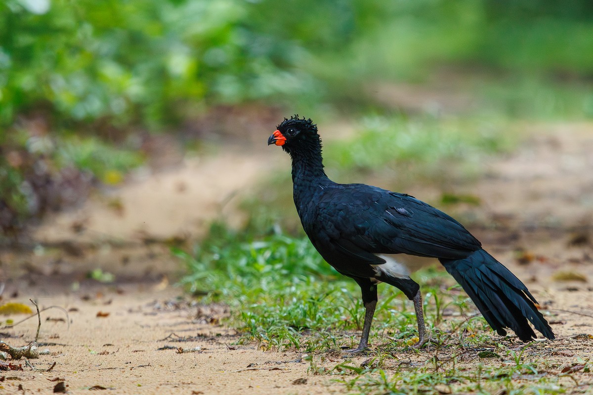 Red-billed Curassow - ML615246485