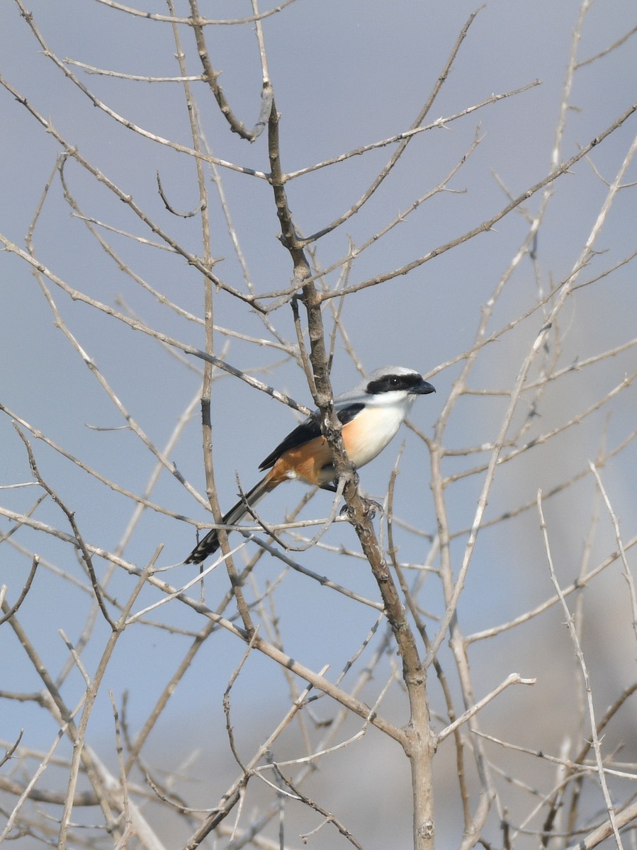 Long-tailed Shrike (erythronotus/caniceps) - Yashwant Gehlot