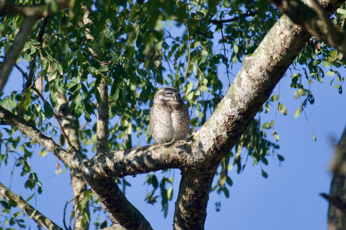 Spotted Owlet - ML615246493