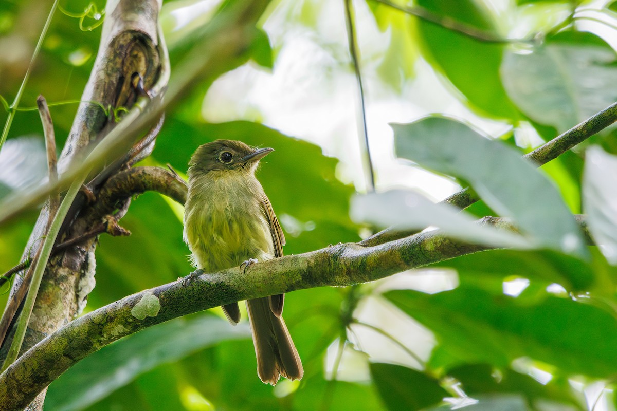 Eastern Olivaceous Flatbill - ML615246497