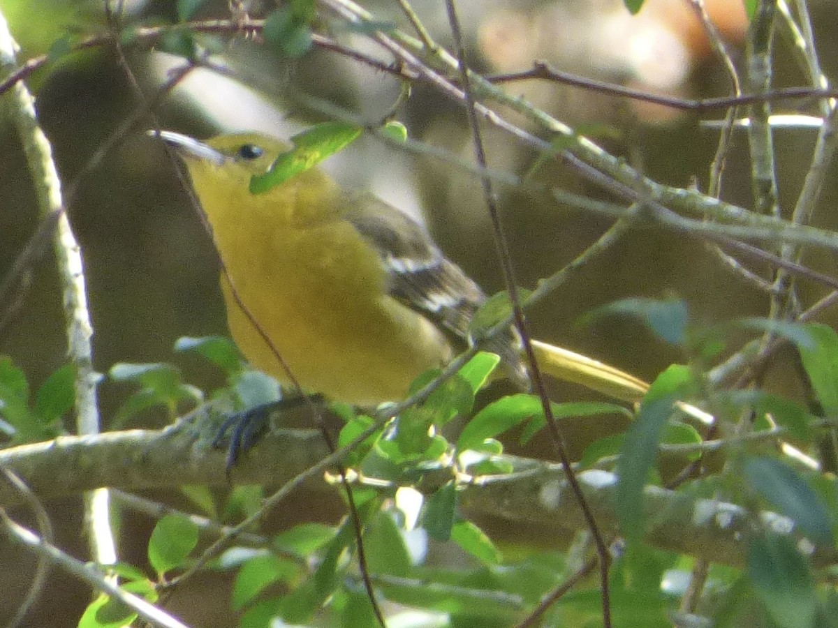 Hooded Oriole - Claire Thomas