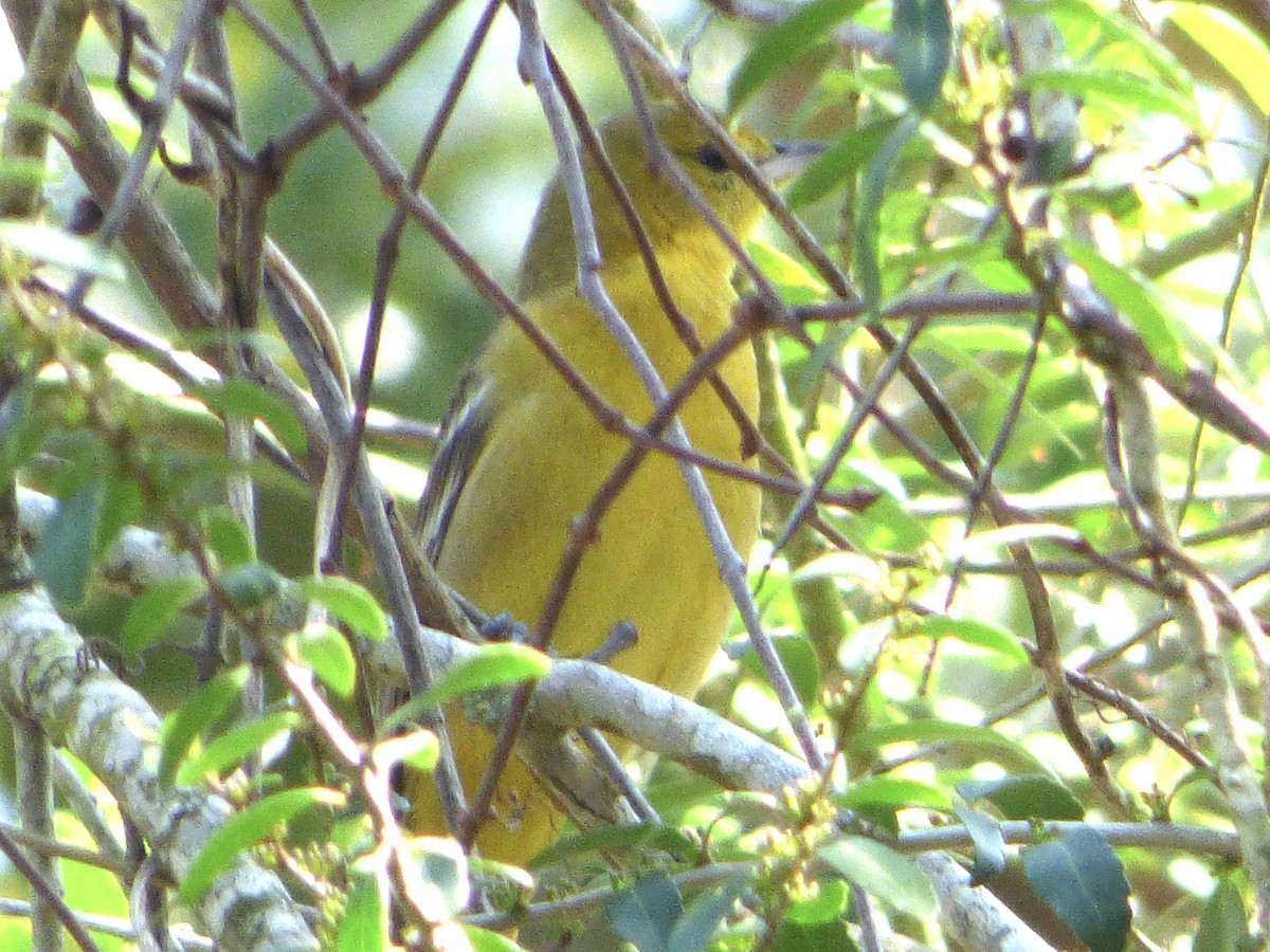 Hooded Oriole - Claire Thomas