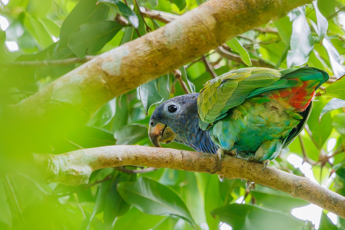 Blue-headed Parrot (Reichenow's) - Gabriel Bonfa