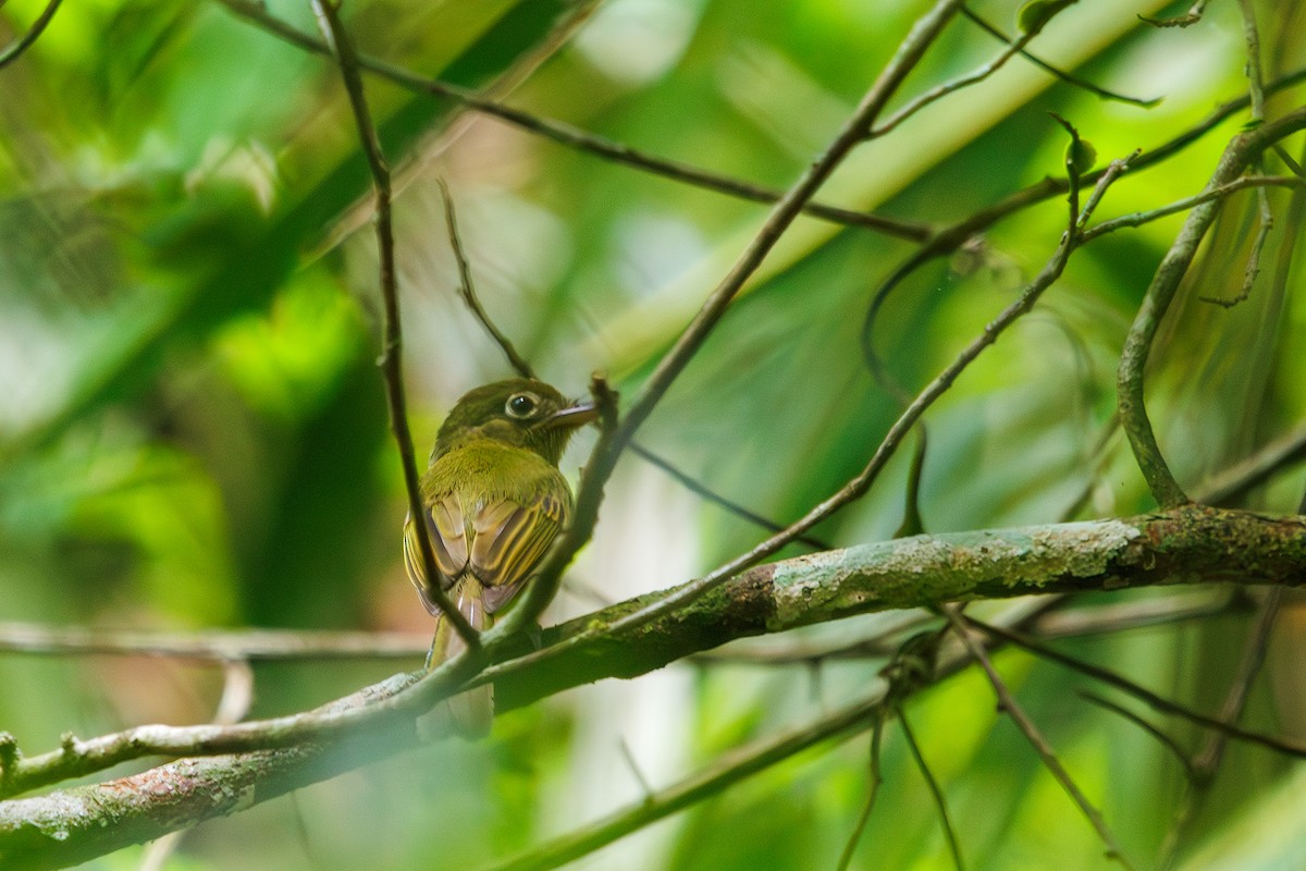 Eastern Olivaceous Flatbill - ML615246535