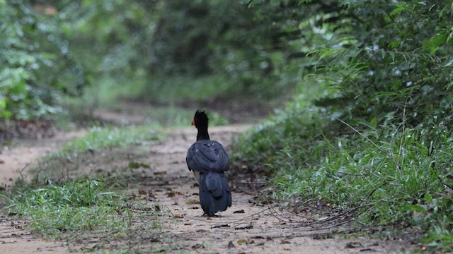 Red-billed Curassow - ML615246541