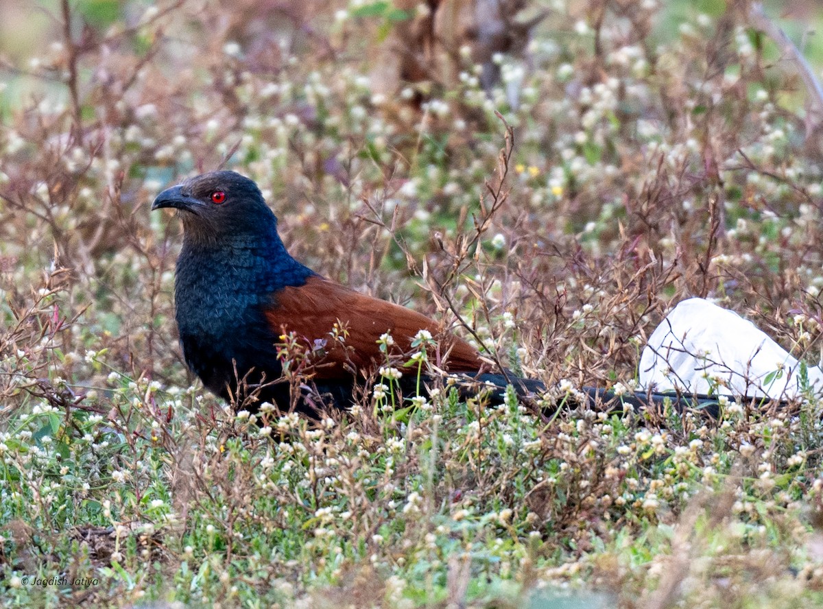 Greater Coucal - ML615246553