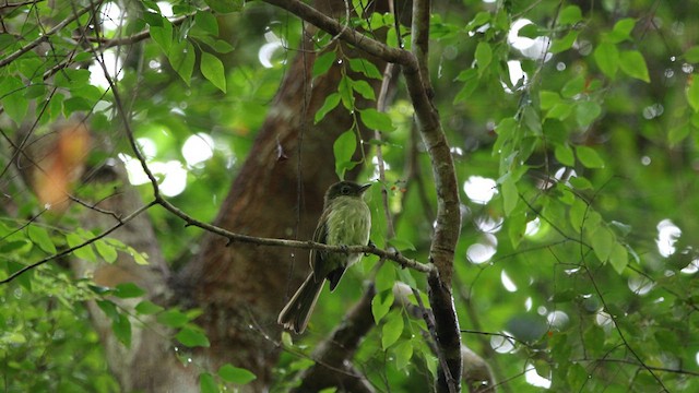 Eastern Olivaceous Flatbill - ML615246556