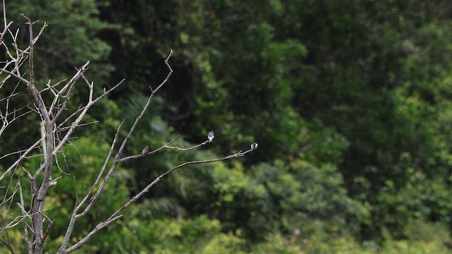 Hirondelle à ailes blanches - ML615246585