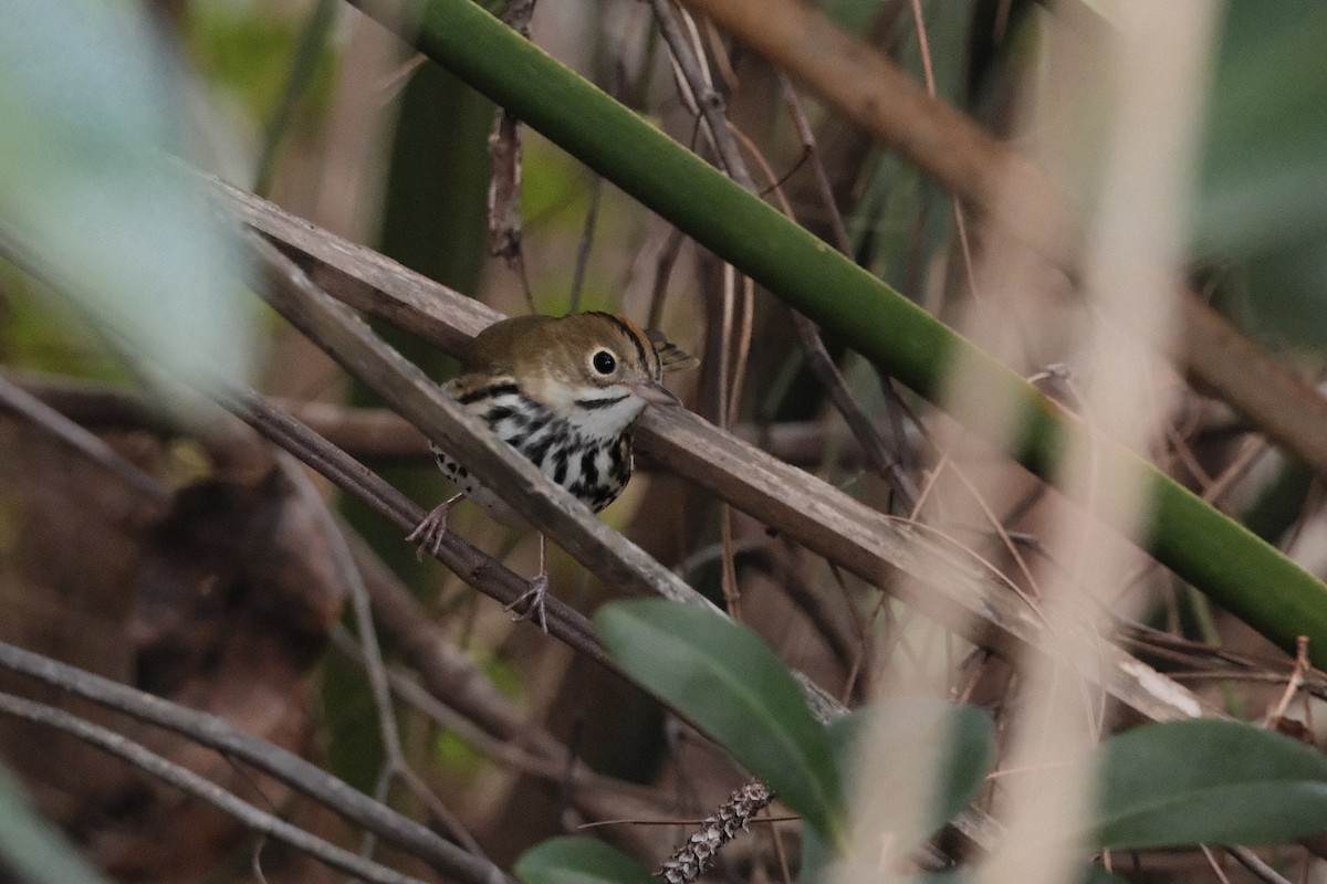 Ovenbird - Ruben Rodriguez