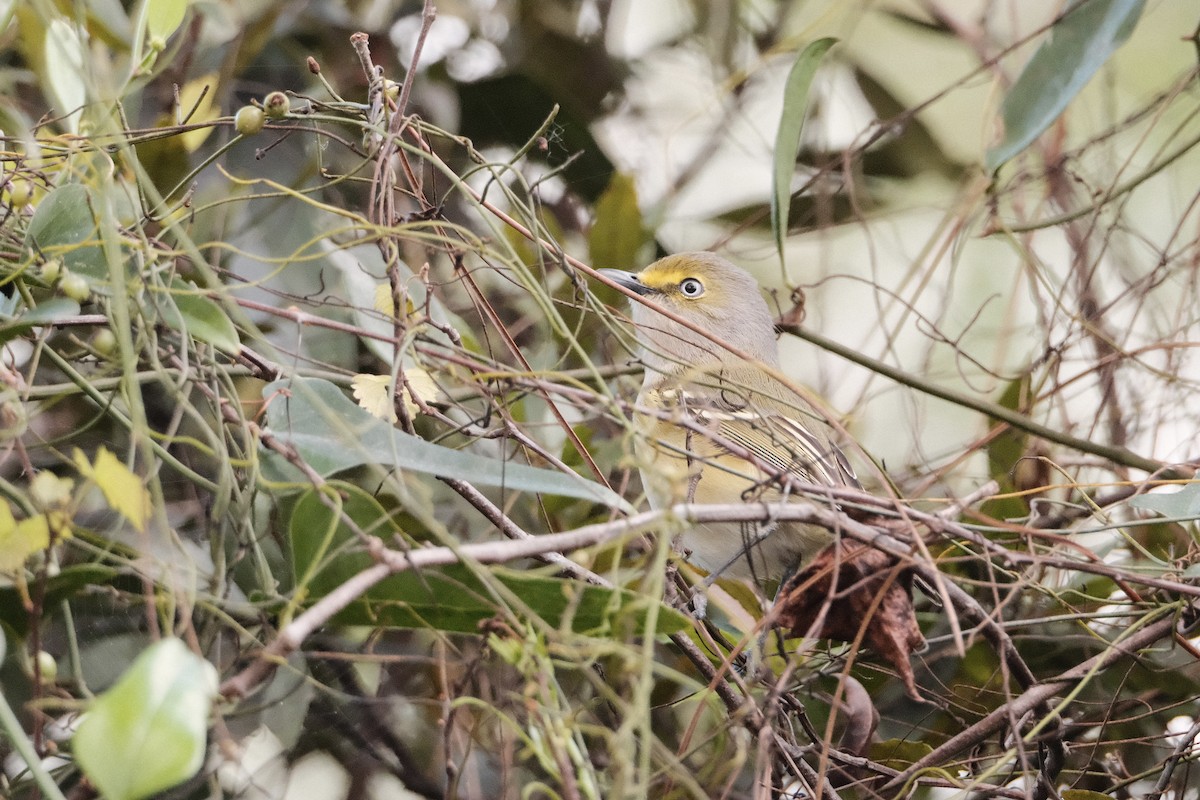 White-eyed Vireo - Ruben Rodriguez