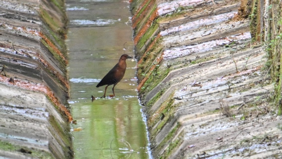 Band-bellied Crake - ML615246672