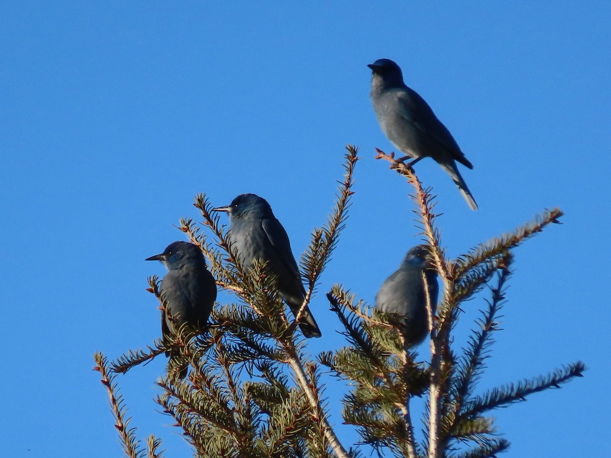 Pinyon Jay - Greg Vassilopoulos