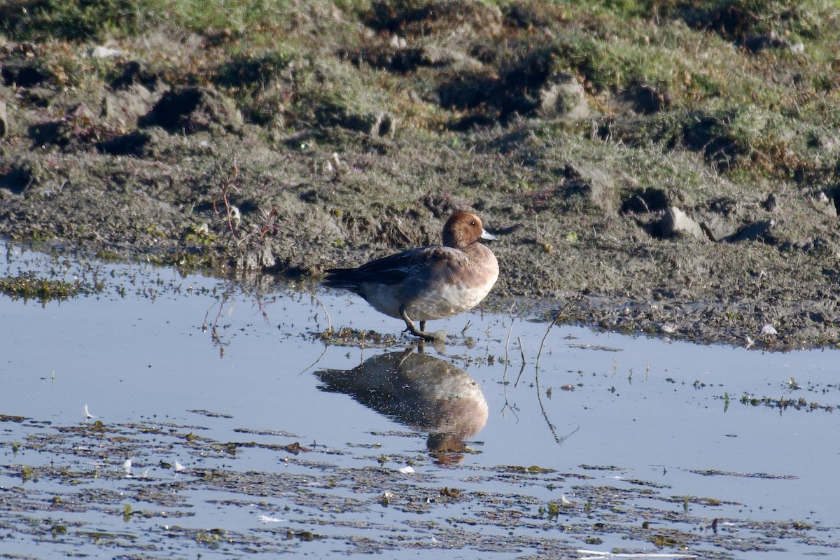 Eurasian Wigeon - ML615246709